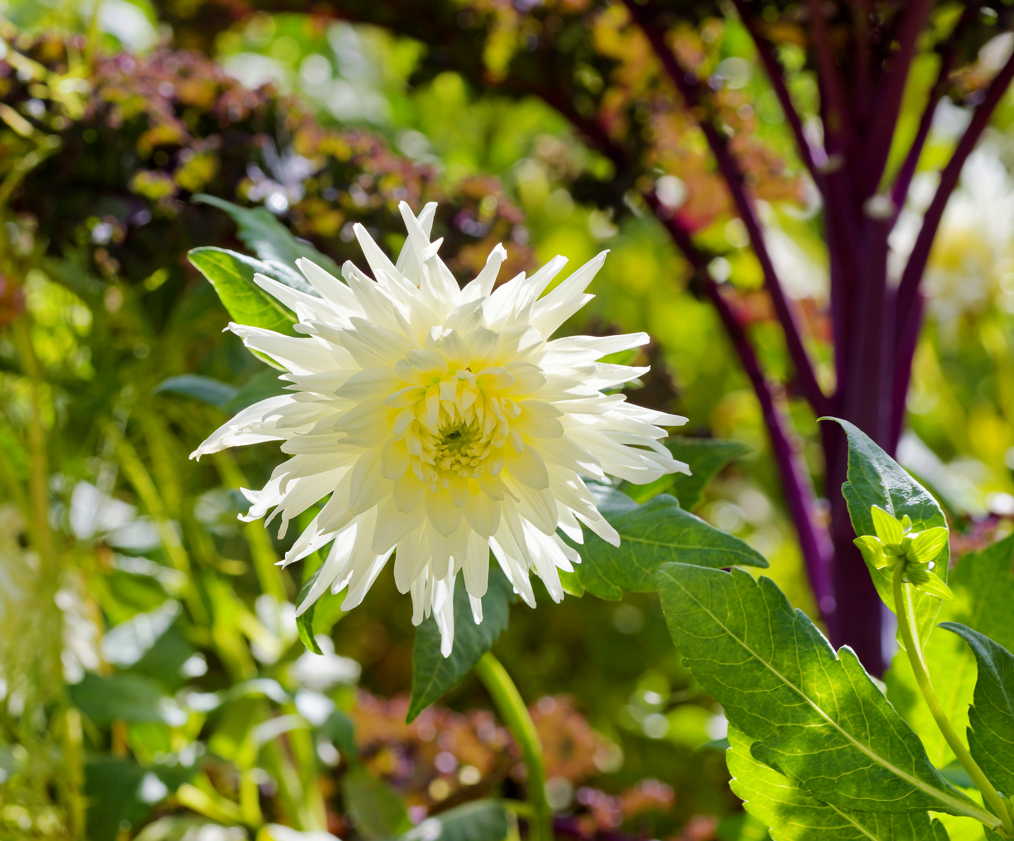 _A130037_DxO_Radiant