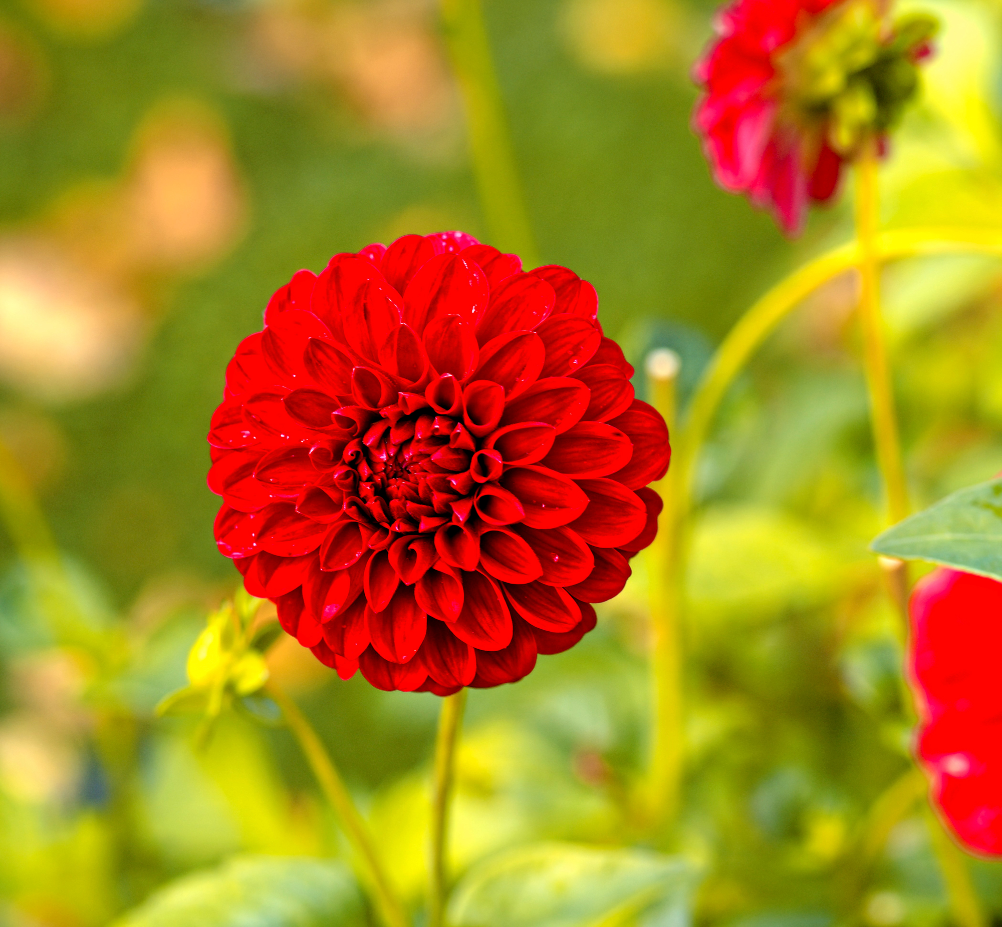 _A130240_DxO_Radiant