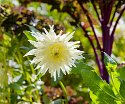 _A130037_DxO_Radiant
