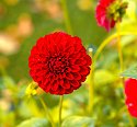 _A130240_DxO_Radiant