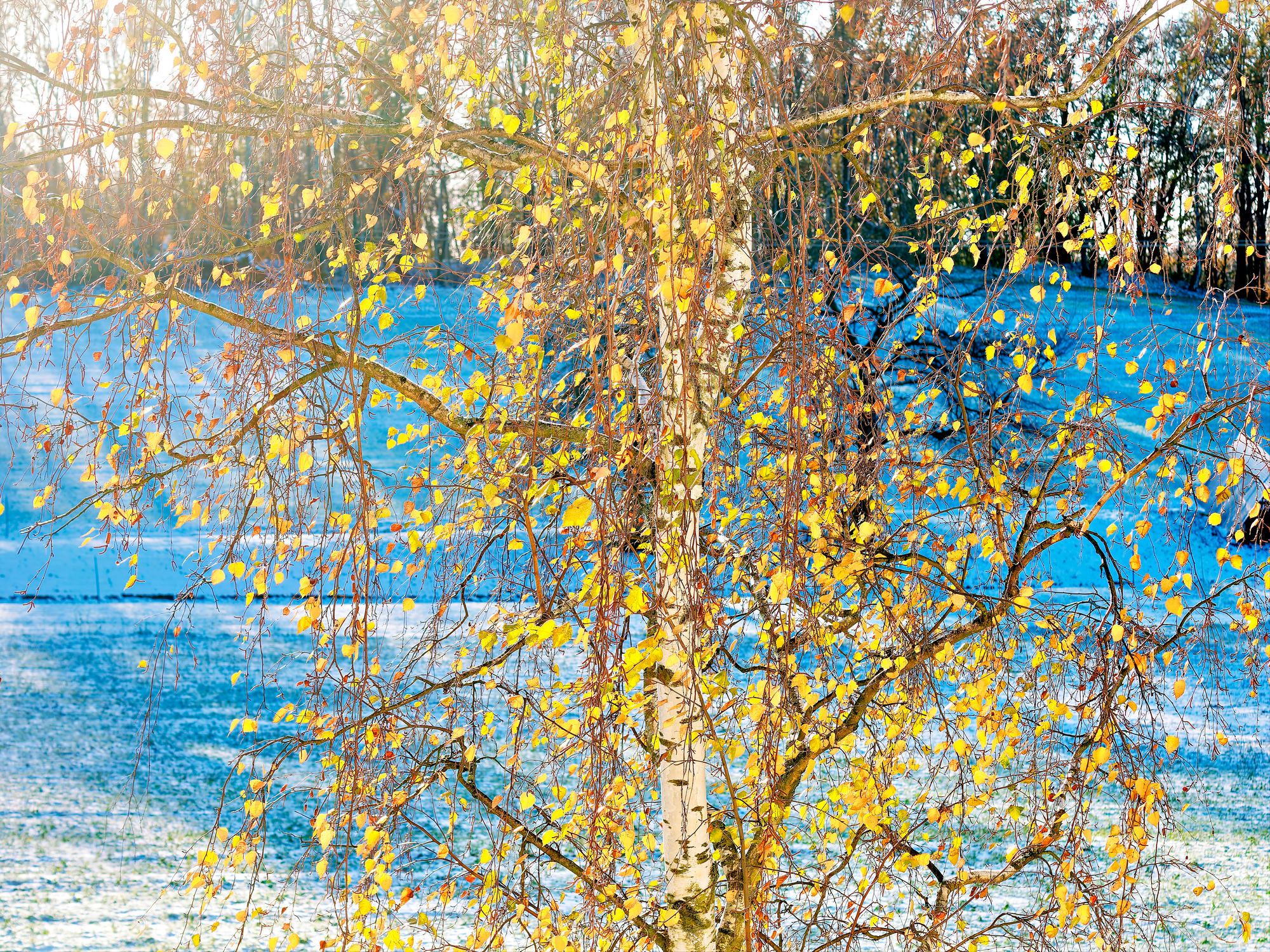 PB230001_DxO_Radiant