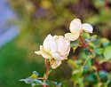 _B270027_DxO_Radiant