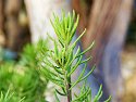 _C151588_DxO_Radiant