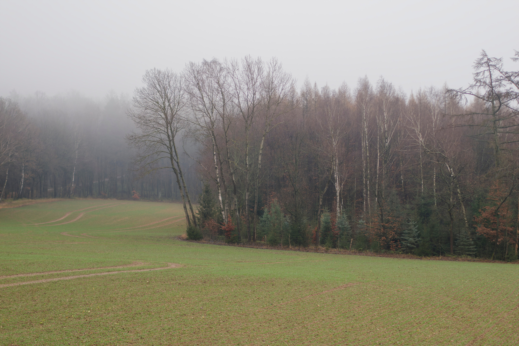 _C080973_DxO