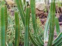 _C151585_DxO_Radiant