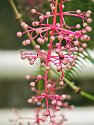 _C151697_Radiant