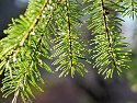 _C151755_DxOLandscape Auto Radiant
