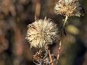 _C151769Landscape Auto Radiant