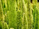 _C151777Landscape Auto Radiant_Nik