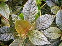 _C151824_DxOLandscape Auto Radiant