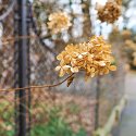 _C220367_DxO-1Landscape Auto Radiant-1