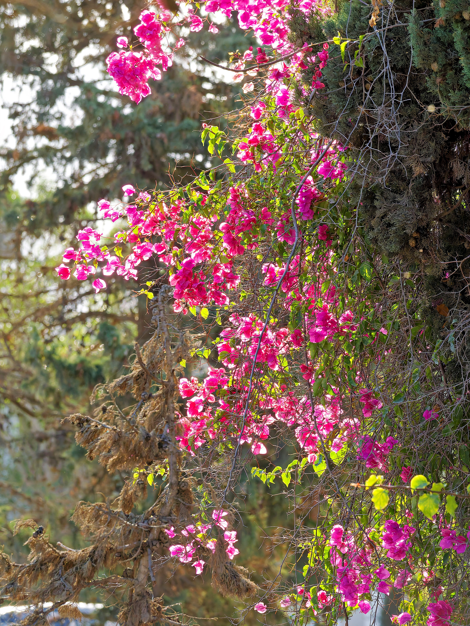 _B290105_DxORetro Roadtrip