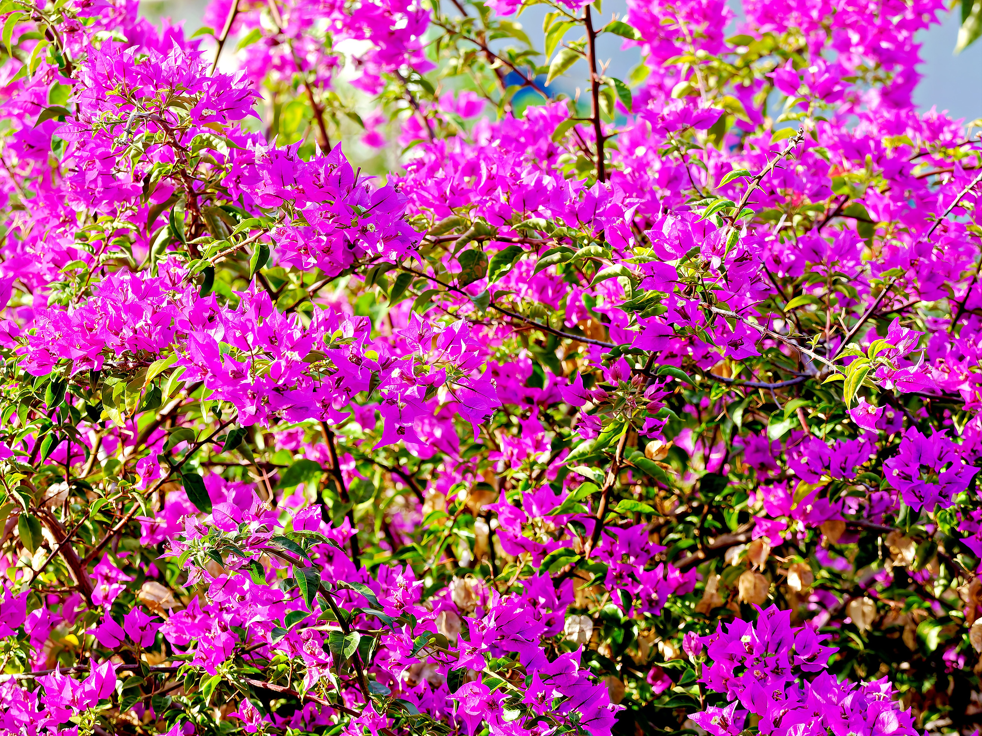 _B290108_Nik_NIKazul soleada-1