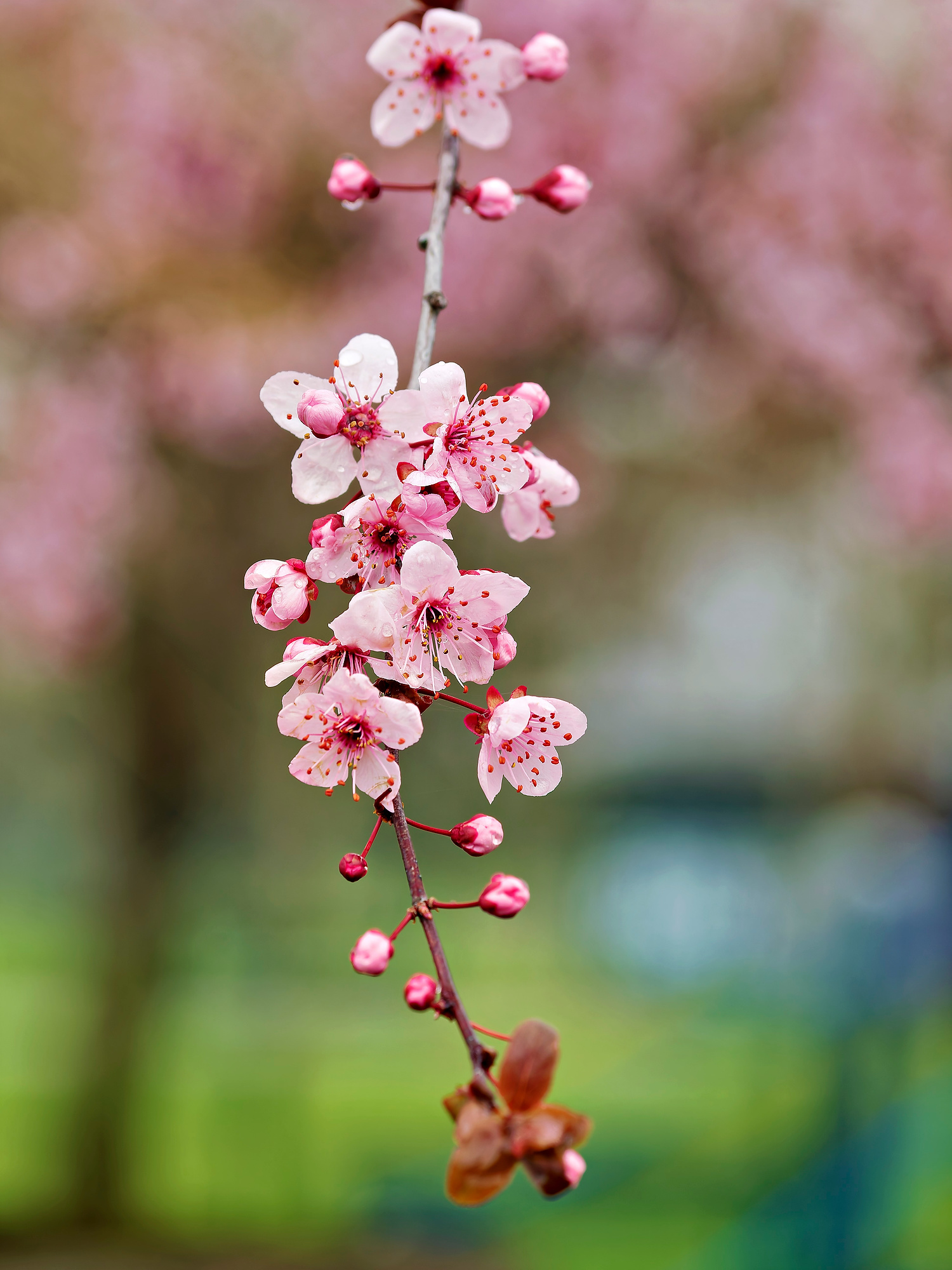 _3100002_DxOazul soleada