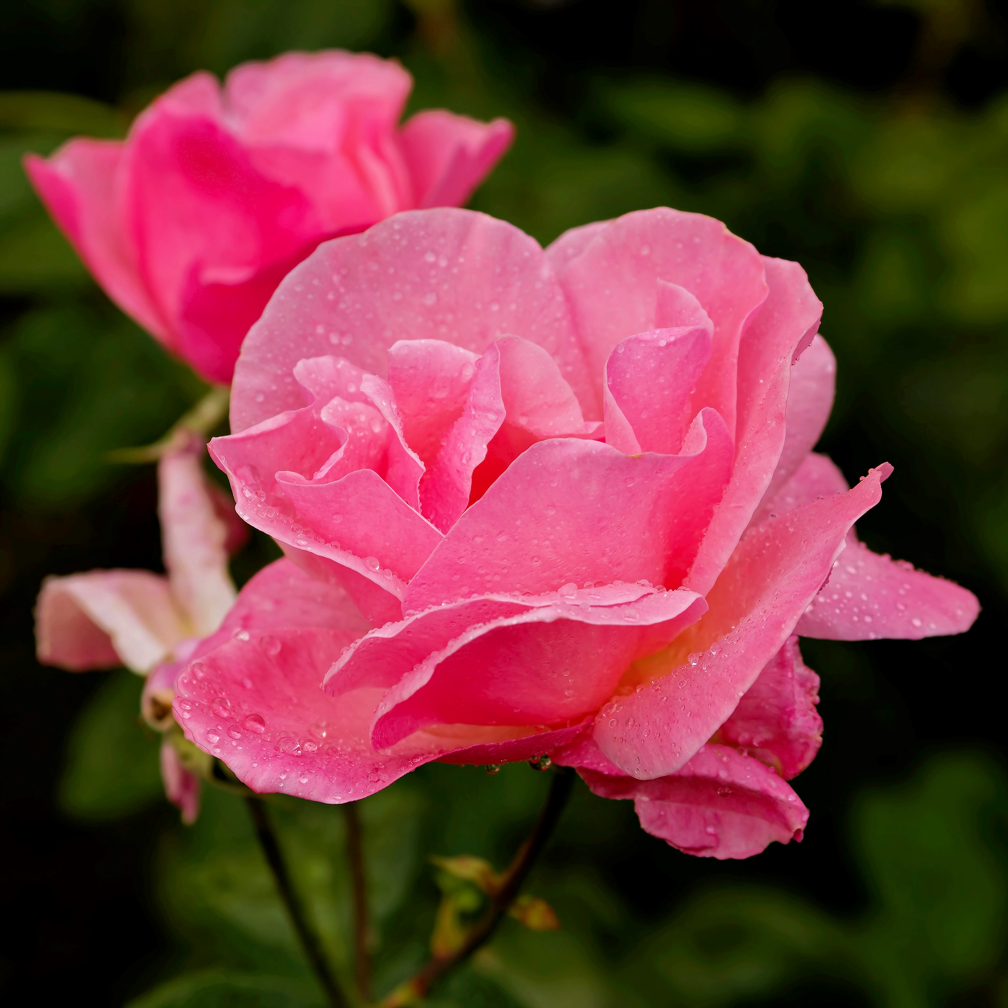 _9200001_DxO_Radiant