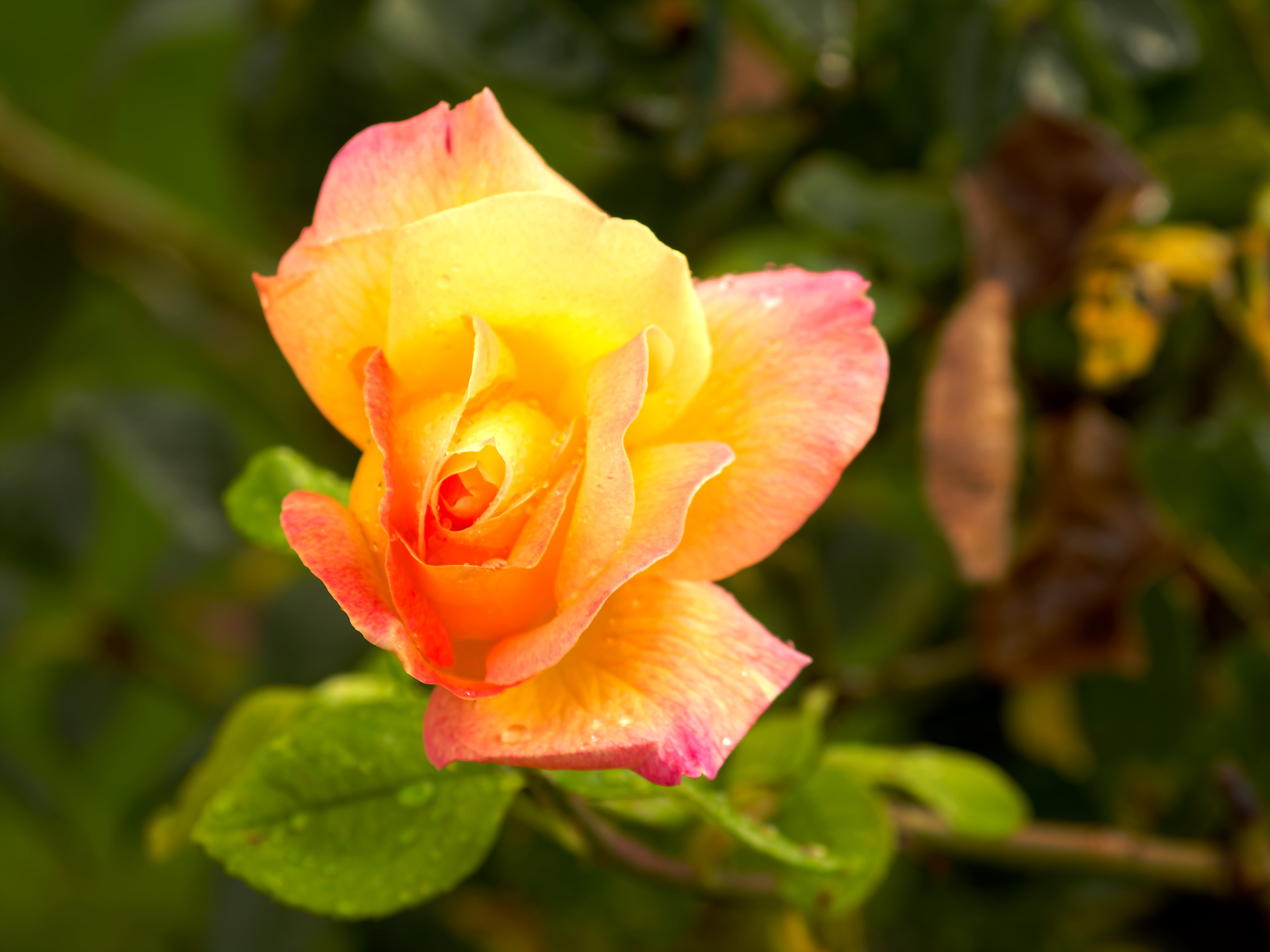 _9200031_DxO 