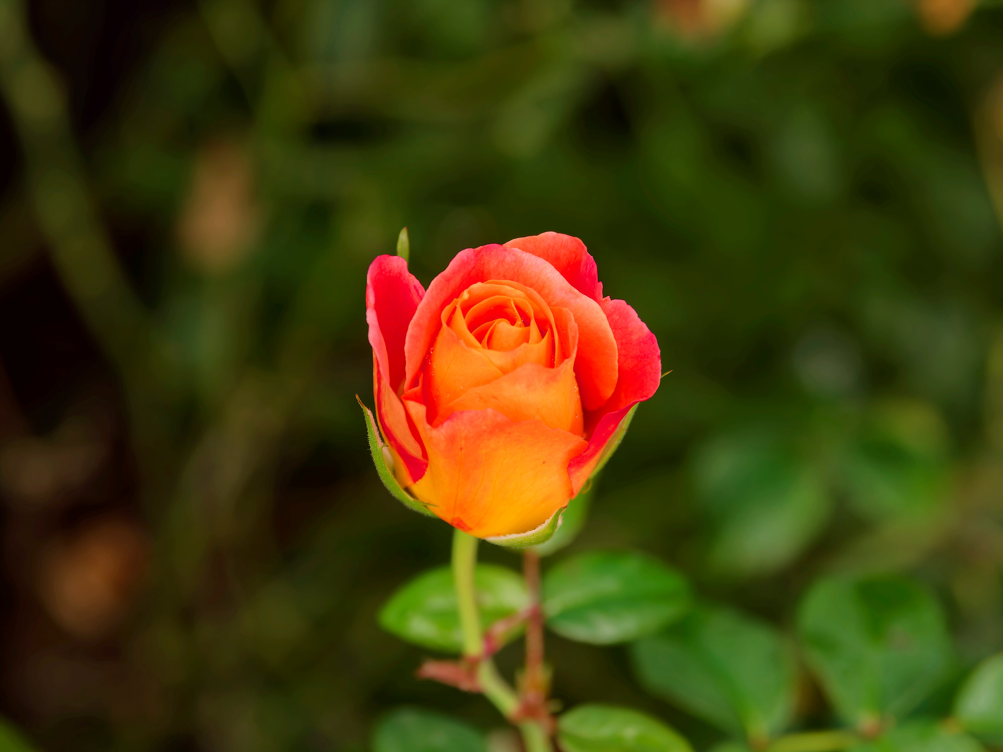_9200131_DxO_Radiant
