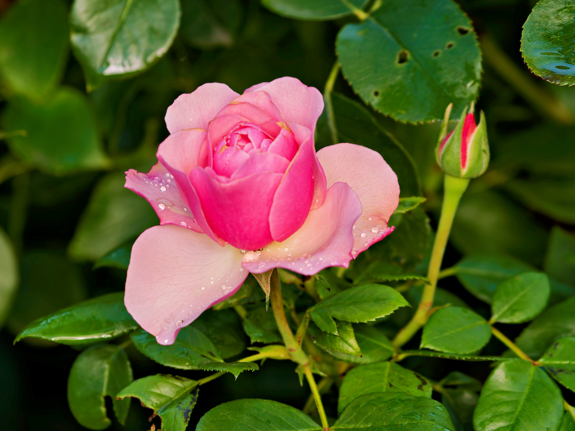 _9200133_DxO-1_Radiant-1