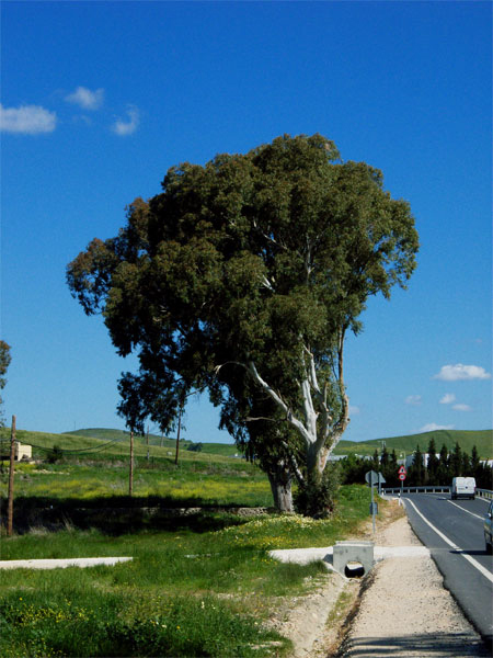 Cerca-de-Vejer1