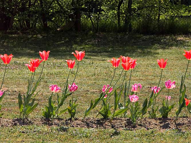 tulpen