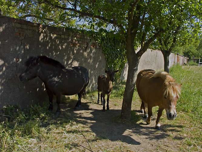 poniesundziege